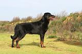 BEAUCERON 376